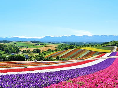 展望花畑 四季彩の丘