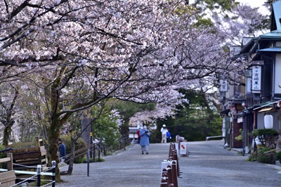 定番だけど、やっぱりここ！ 待ち遠しい桜の季節