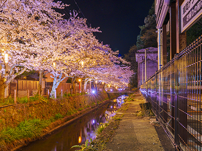 城崎温泉の桜