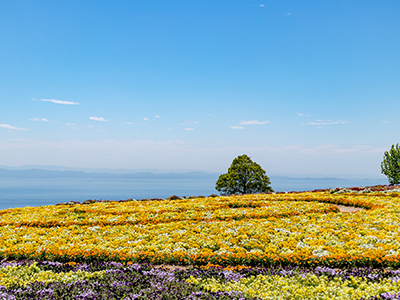 あわじ花さじき