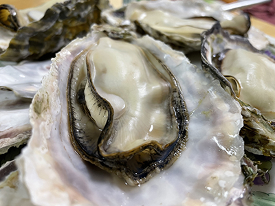 赤穂温泉の牡蠣