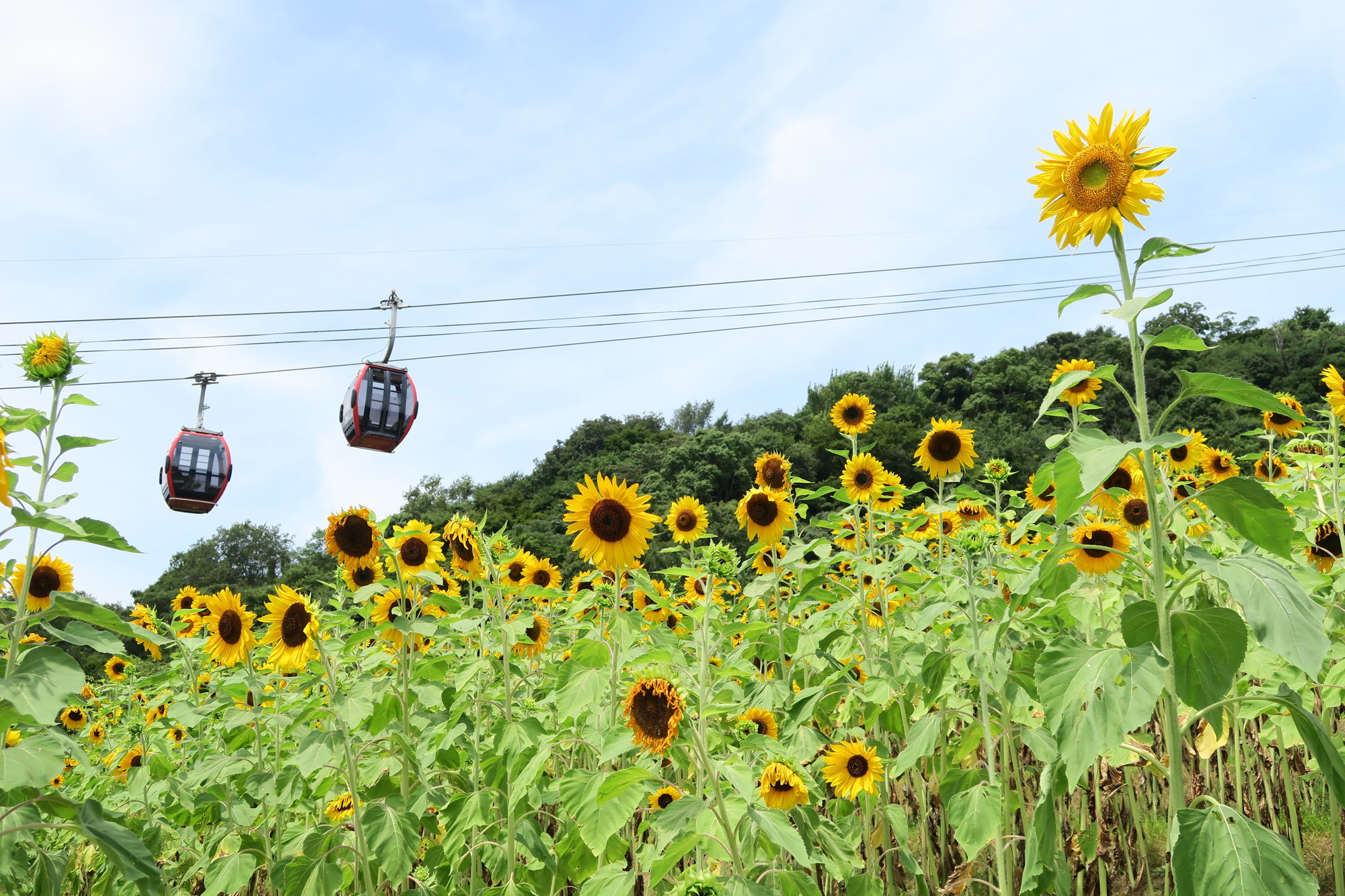 神戸布引ハーブ園　GARDEN FEST 2026 -Summer　7/12（日）～8/30（日）