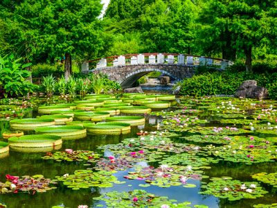 草津市立水生植物公園　みずの森