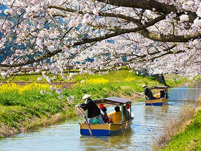 近江八幡水郷めぐり