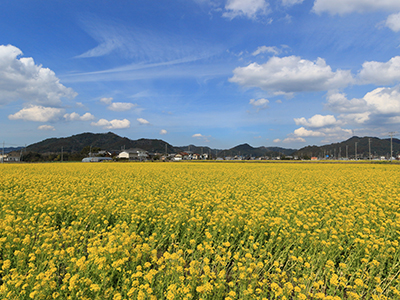 菜な花ロード