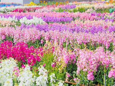 白間津のお花畑