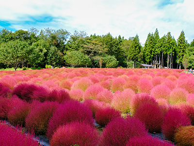 伊賀野の花畑