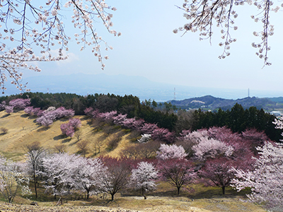 春のおすすめ観光地