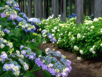 北茨城あじさいの森