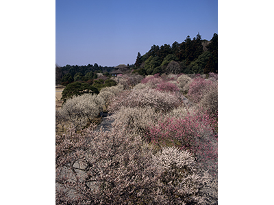 春のおすすめ観光地