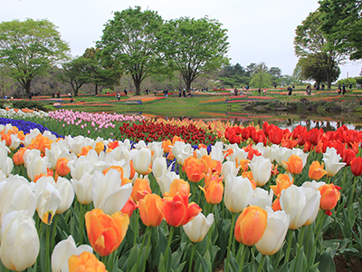国営昭和記念公園