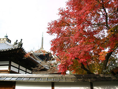 三井寺の紅葉