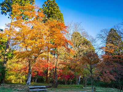 もみじの郷の紅葉