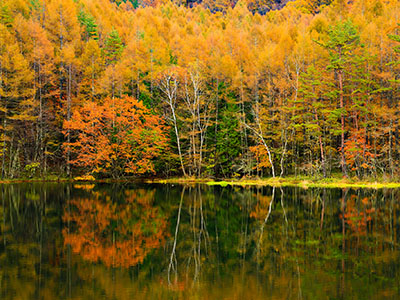蓼科高原の紅葉