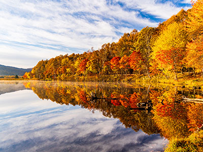 白樺高原の紅葉