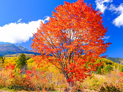 乗鞍高原の紅葉