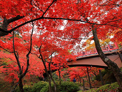 弥彦公園もみじ谷の紅葉