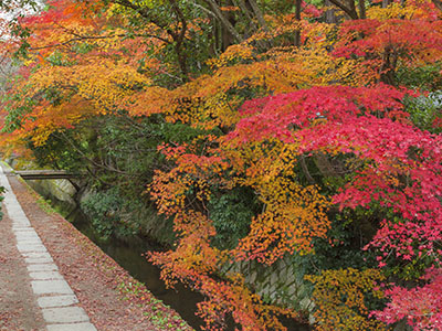 哲学の道の紅葉
