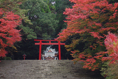 霧島神宮の紅葉