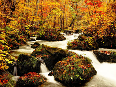 奥入瀬渓流の紅葉