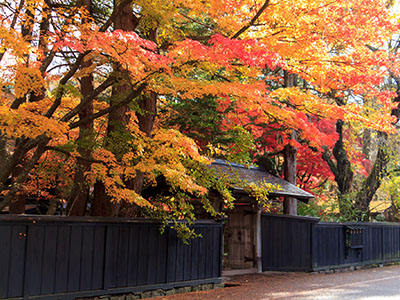 角館の紅葉