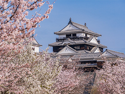 松山城山公園の桜
