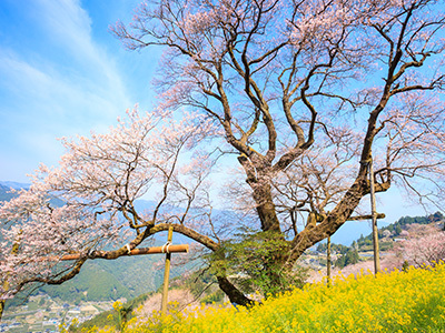 ひょうたん桜公園の桜