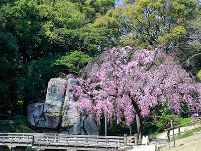 後楽園の桜