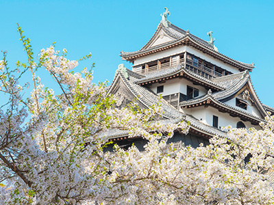 松江城山公園の桜