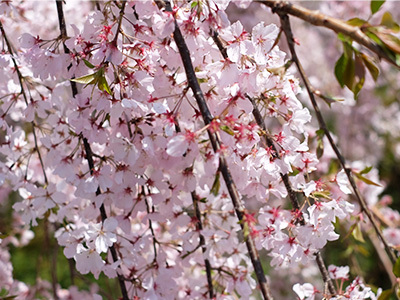 花見山心の手紙館の桜