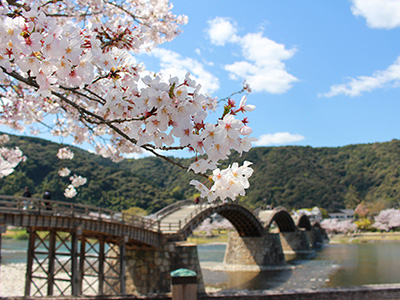錦帯橋河畔の桜