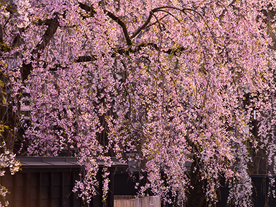 角館の桜