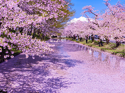 弘前城の桜