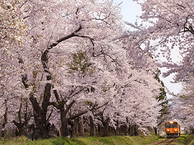 芦野公園の桜