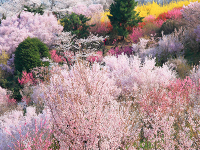花見山公園の桜
