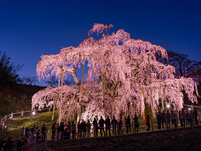 三春の滝桜の桜