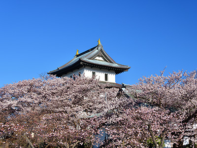 松前公園の桜