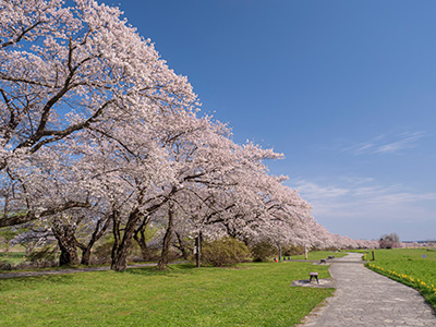 北上展勝地の桜