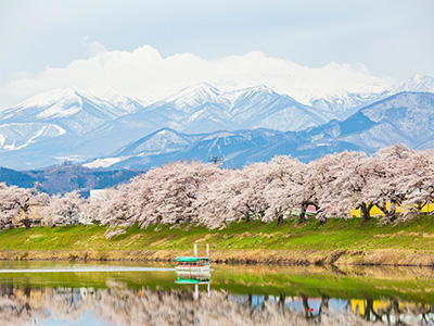 白石川堤の桜