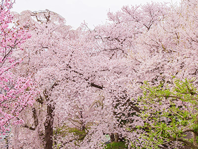 烏帽子山公園の桜