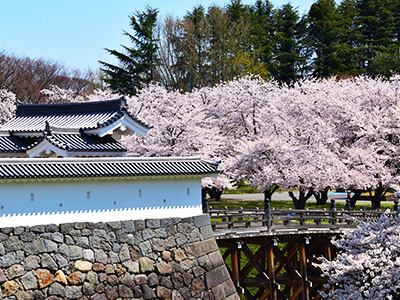 霞城公園の桜