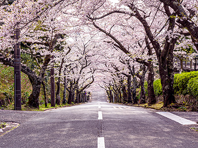 伊豆高原桜並木