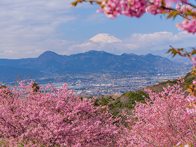 さくらの里の桜