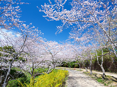 平草原公園の桜