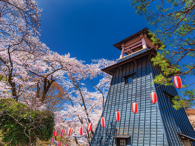 沼田公園の桜