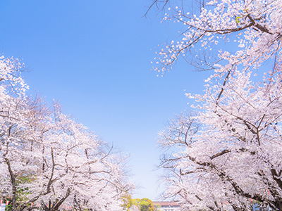 上野恩賜公園の桜