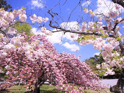 京都御苑の桜