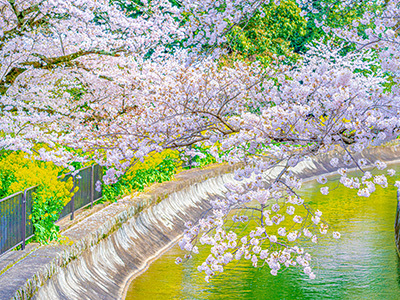 山科疎水の桜