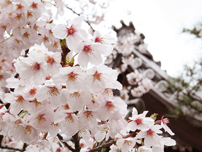 毘沙門堂の桜