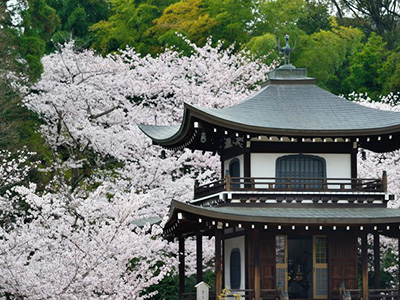 勧修寺の桜